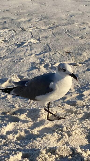 Beauty & The Near Gulf Beaches & Bay Holiday home