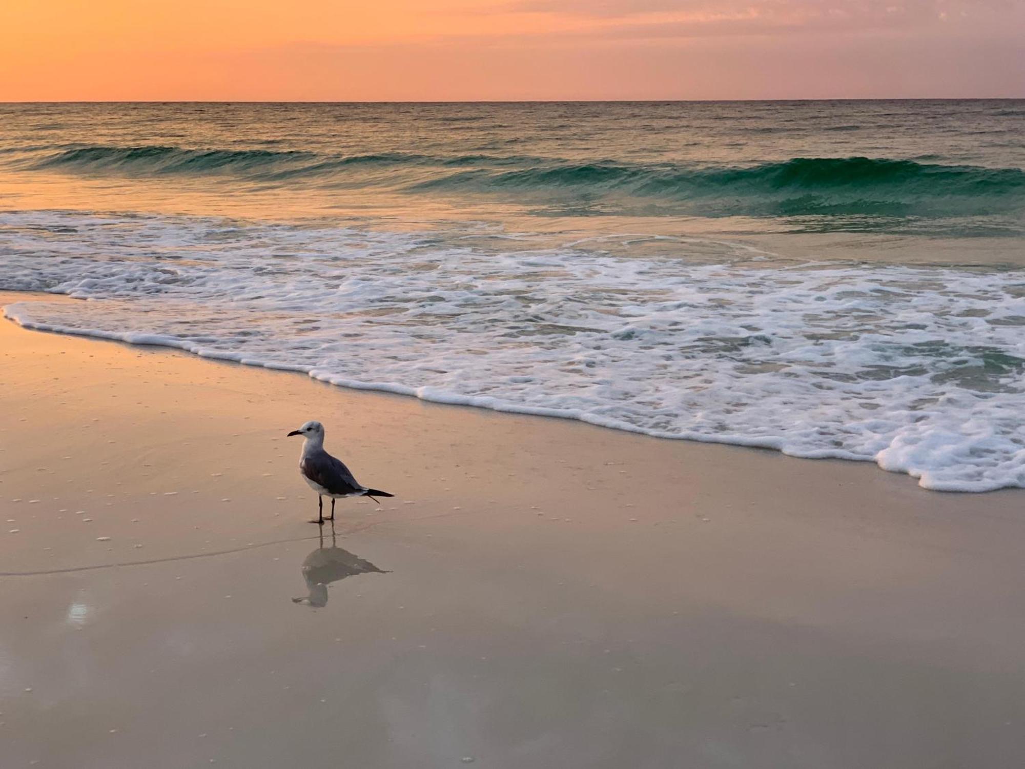 Nautilus 1205 - Gulf Front 1 Bedroom 2nd Floor * Fort Walton Beach