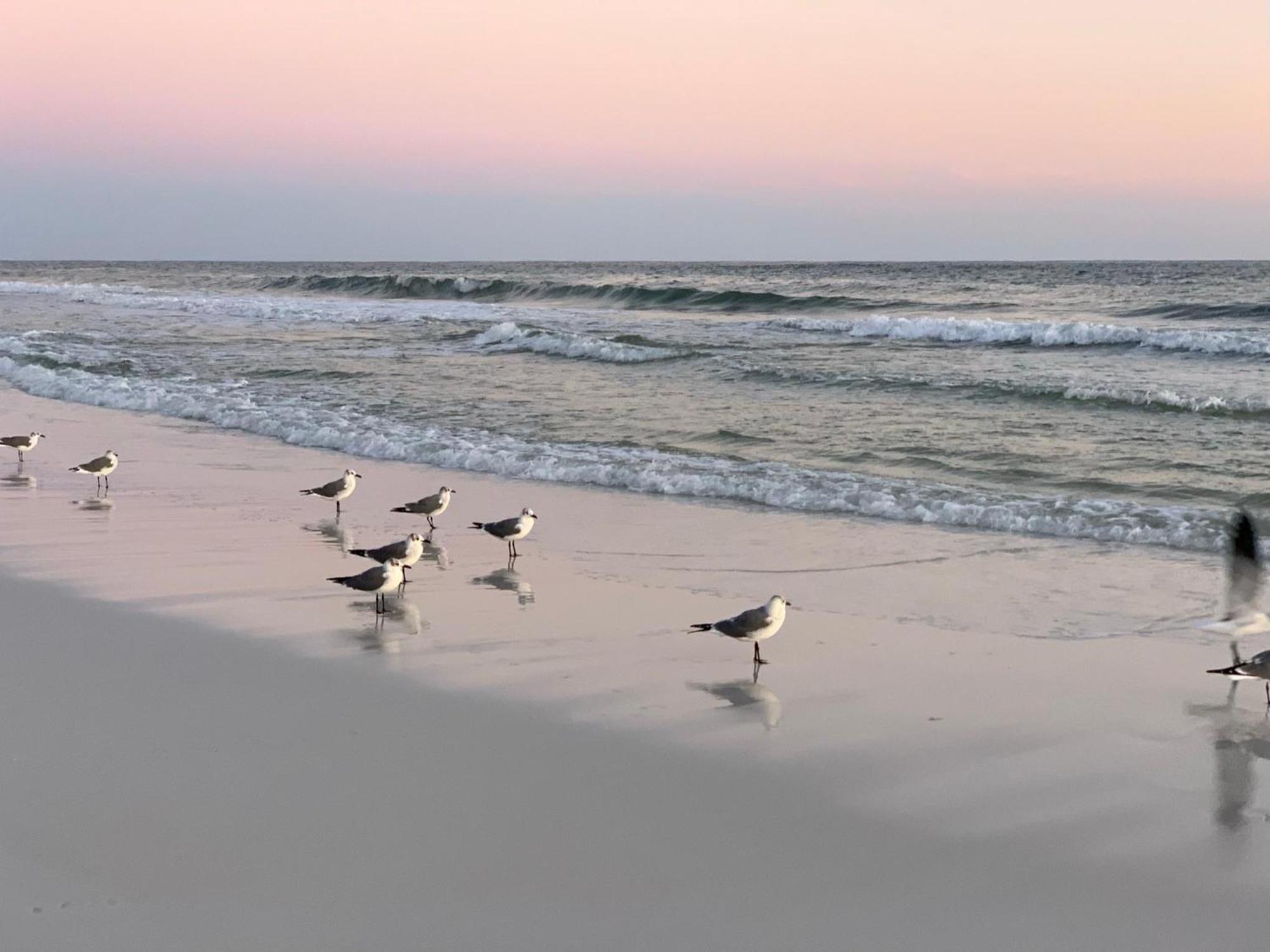 Nautilus 1204 - Gulf Front - 2 Bedroom! 2nd Floor Free Service March To October Holiday home