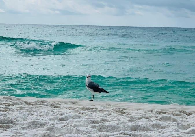 El Matador 453 By Alicia Hollis Open Updated *